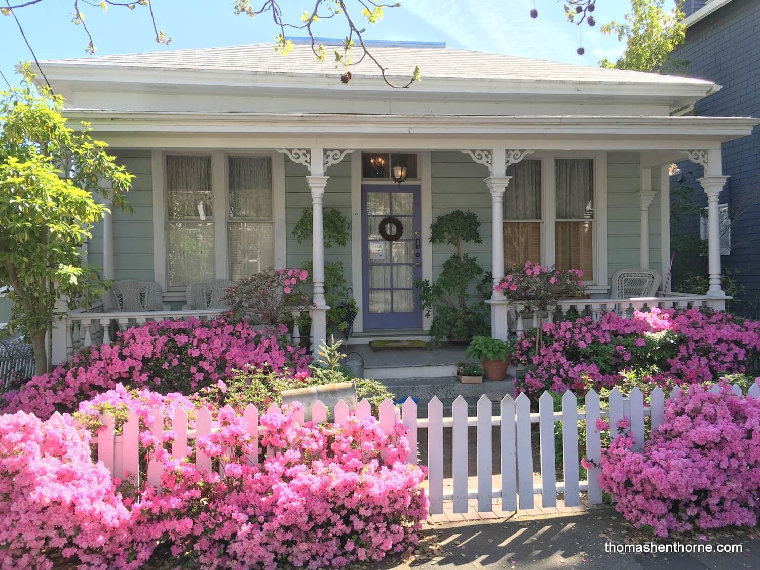 azaleas and white picket fence photo of home