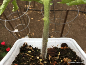 closeup photo of tomato plant with root hairs