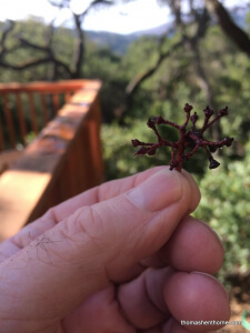 Closeup photo of a wine jack