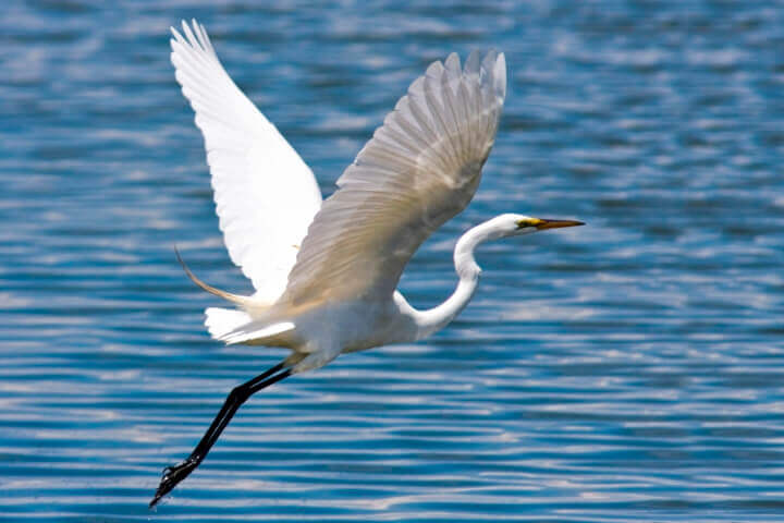 Great Egret