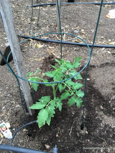 newly planted tomato plant