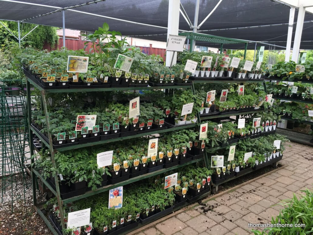 tomato display at west end nursery in San Rafael