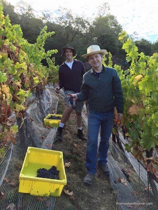 Photo of Two Men Picking Grapes