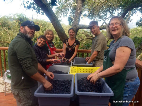 Group Of People Removing Grapes From Stems