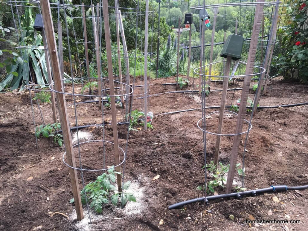 newly planted tomatoes