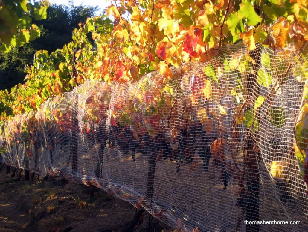 Fall Vines Ready For Harvest at Marin Vineyards