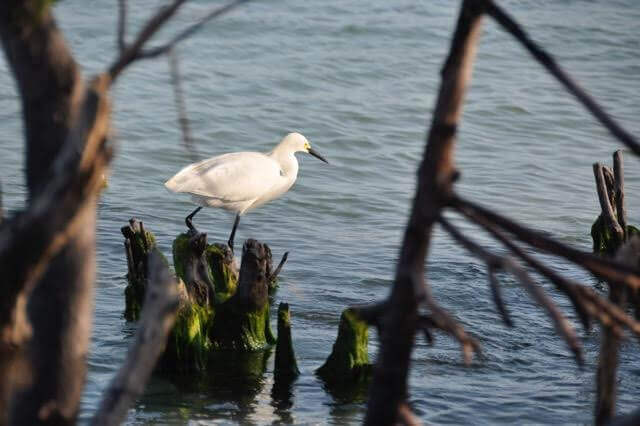 Snowy Egret in the water