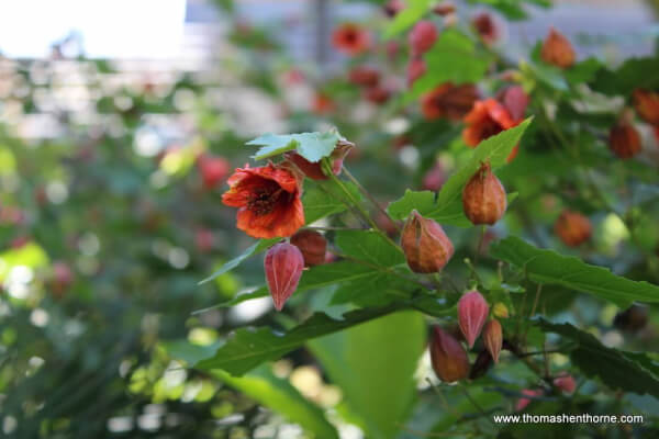 Photo of Abutilon Flower