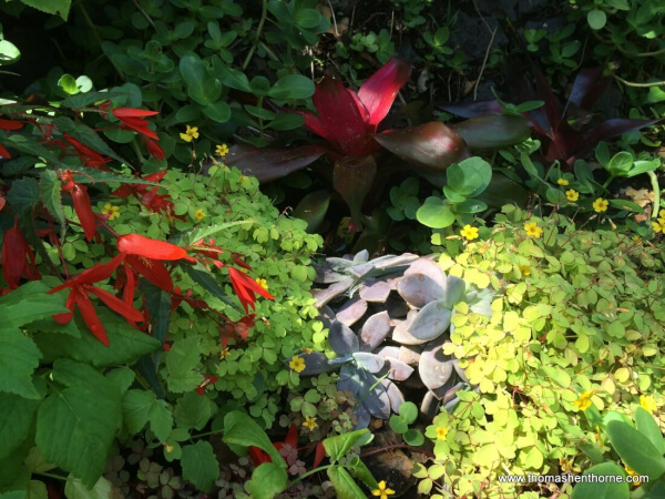 Photo of Many Different Plants in One Flower Bed