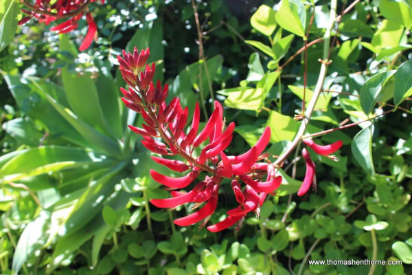 Hummingbirds Love Erythrina