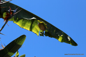 Photo of Hooded Oriole Nest