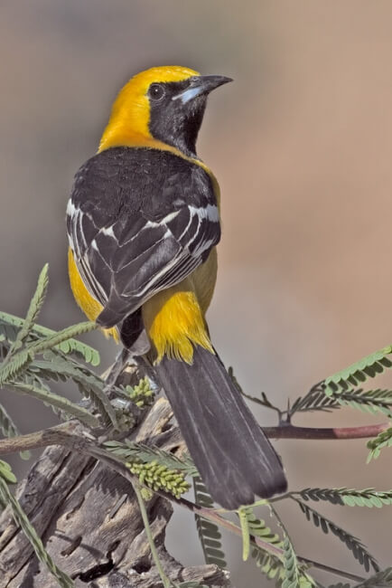 Photo of Hooded Oriole Courtesy Wikipedia