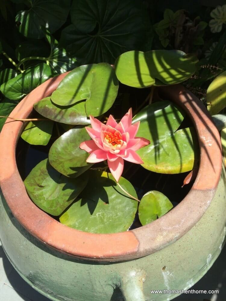 Pot with plants and water