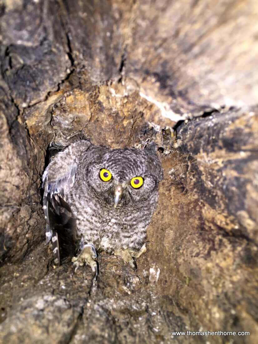 Photo of Owl in Tree