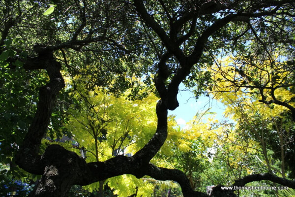 Photo of Tree Canopy Oaks and Rubinia