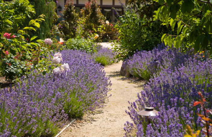 Lavender along a garden path