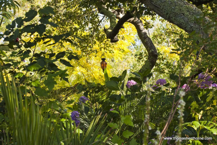 Garden canopy of live oaks and hydrangeas