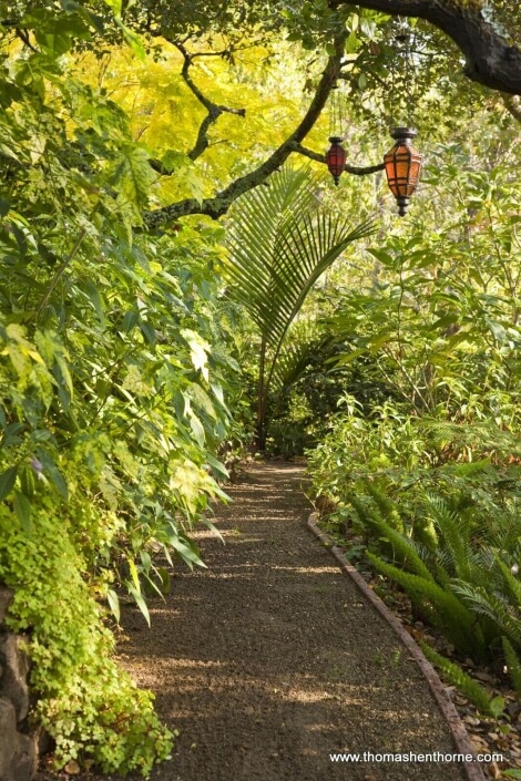 Gravel garden pathway with abutilon and live oaks