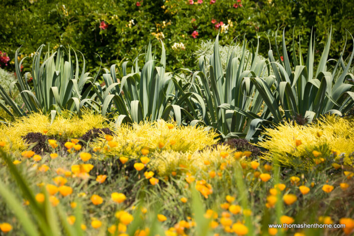 Agaves in background with yellow flowers in foreground
