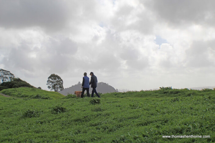 Couple walking a dog at Blackie's Pasture