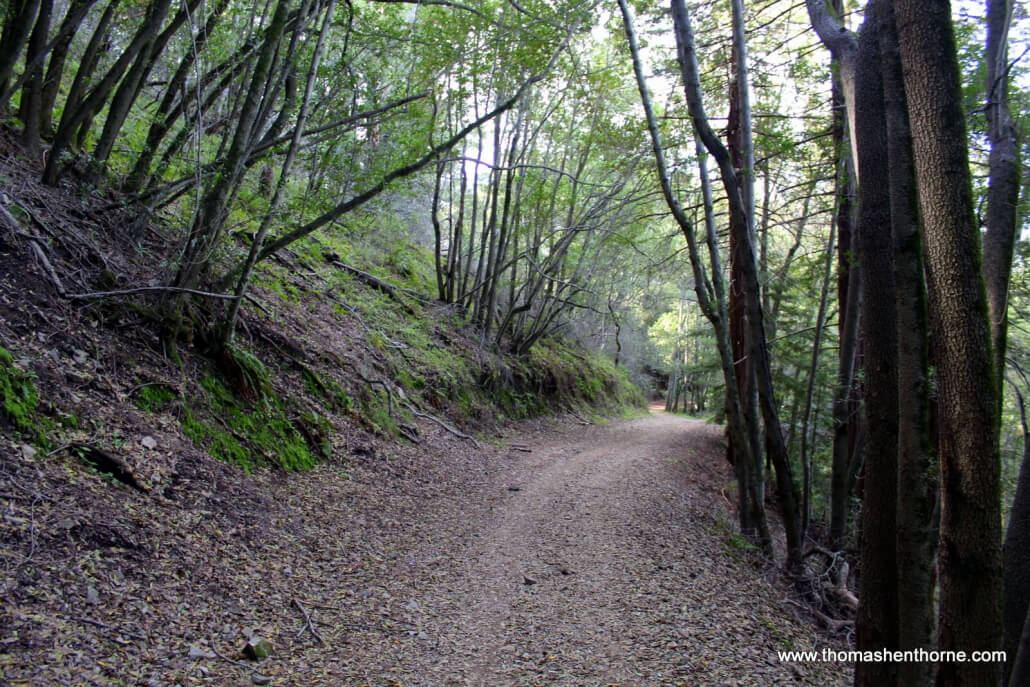 Tree-lined trail in San Rafael California Marin County