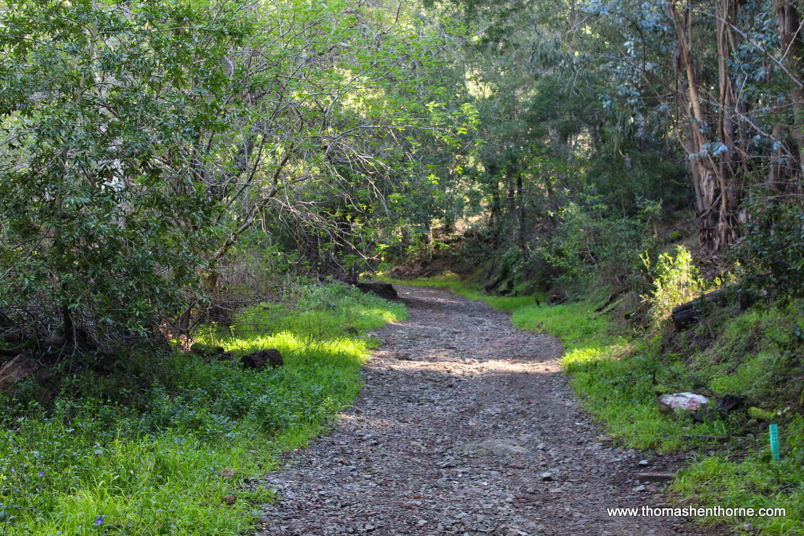 Gold Hill Fire Road Trail Hike San Pedro Mountain | Hiking Marin County ...