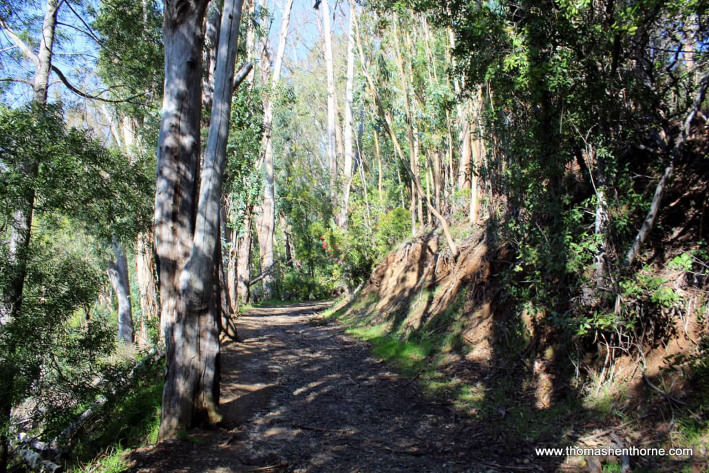 Photo of trail with eucalyptus