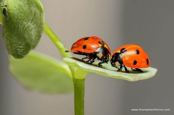 photo of ladybugs facing each other