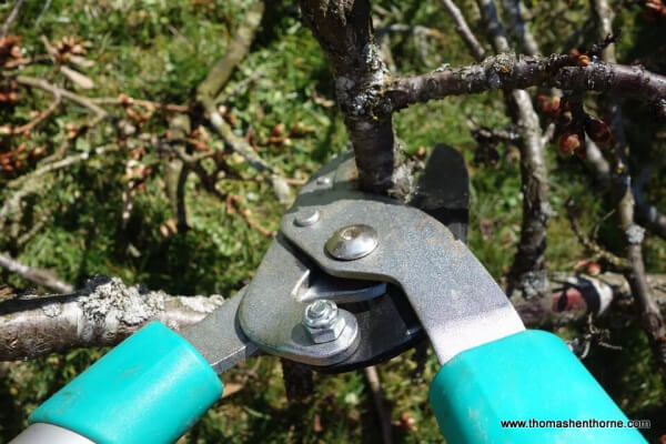 photo of pruner pruning a branch