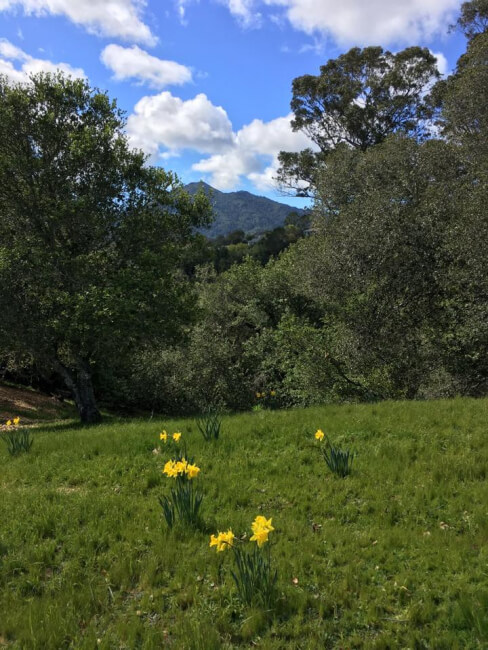 Photo of Daffodils and Mt. Tam in background