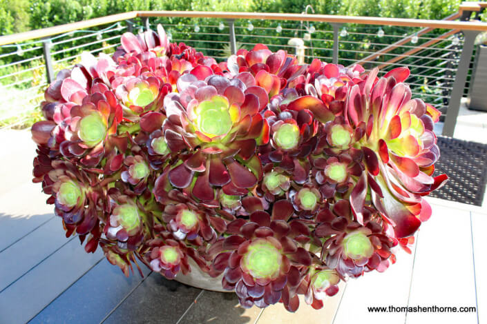 Succulents in bowl on table