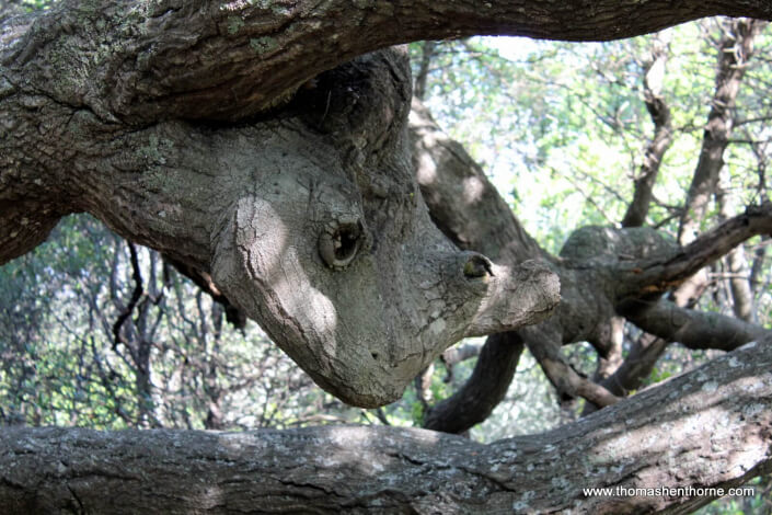 Tree that looks like rhinoceros