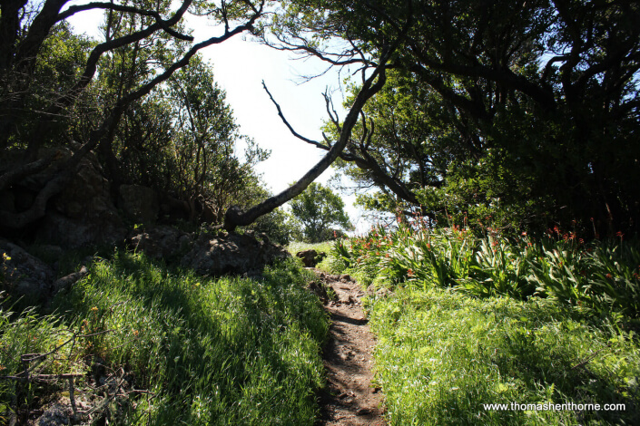 Wildflowers abound on the Ring Mountain Trail