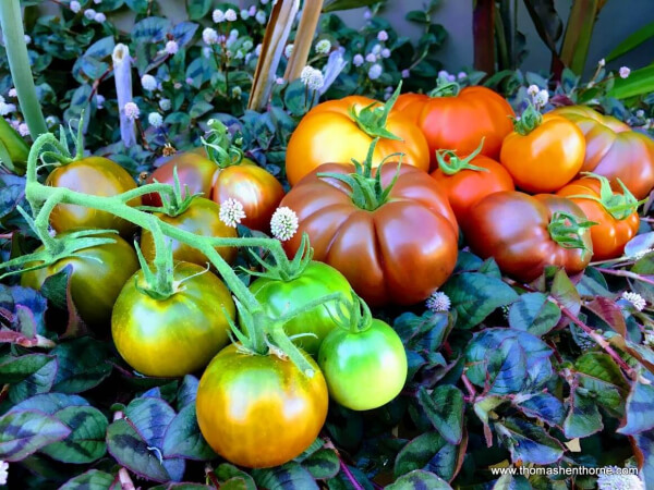 Best Tomatoes to Grow in Marin County group of tomatoes