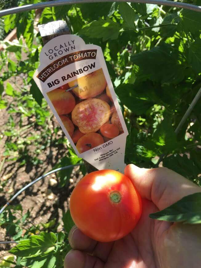 Big Rainbow tomato label and tomato