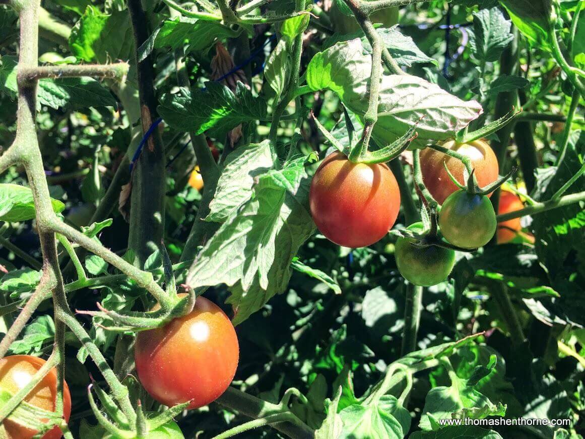 Black Cherry Tomato