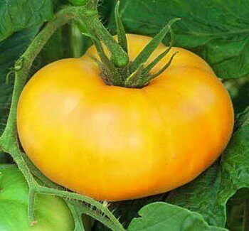 yellow brandywine tomato