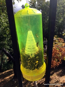 Marin yellowjacket trap