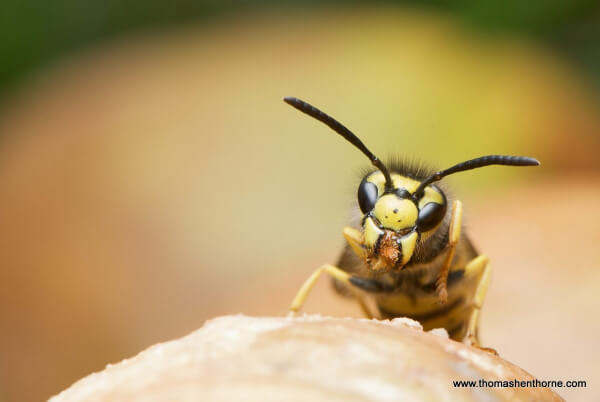 Close up of a Marin Yellowjacket wasp