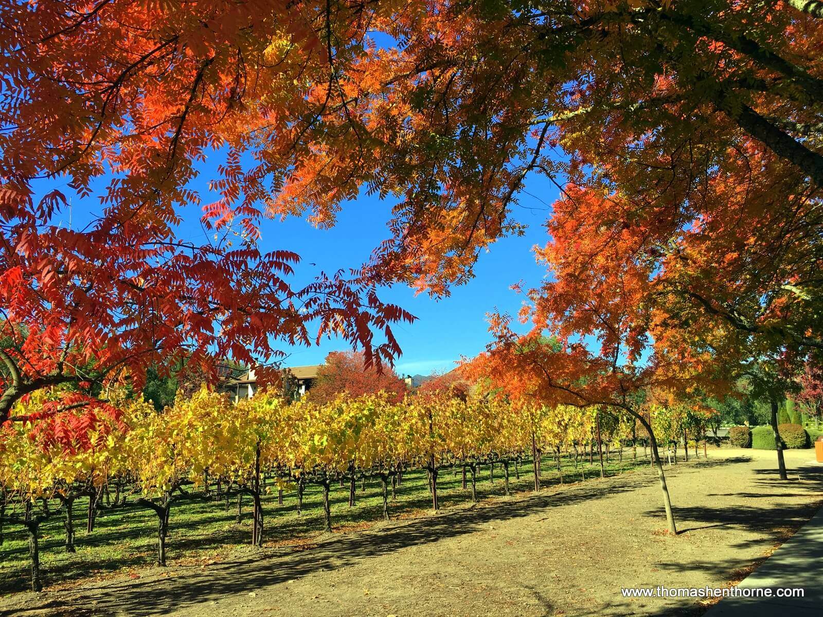 Fall leaves in Yountville, California, Napa County