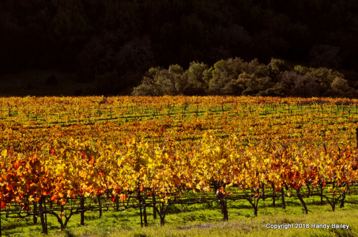 November Light at Artesa Winery