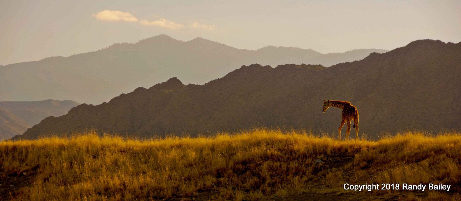 Living Desert Baby Giraffe