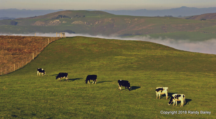 Point Reyes Dairy