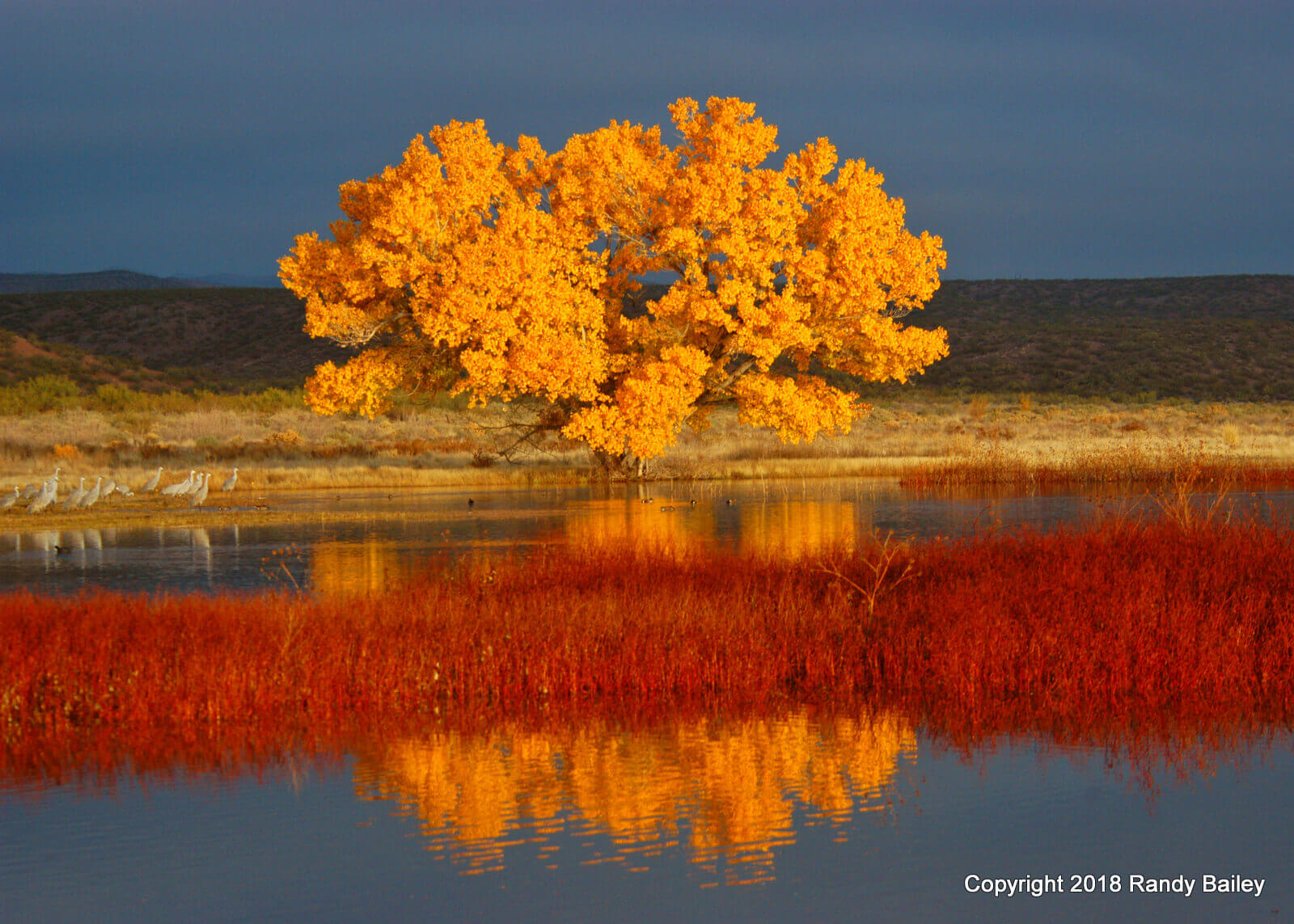 Randy Bailey Cottonwood Sunrise