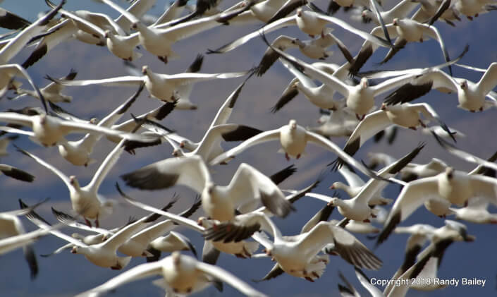 Randy Bailey Snow Goose Gaggle