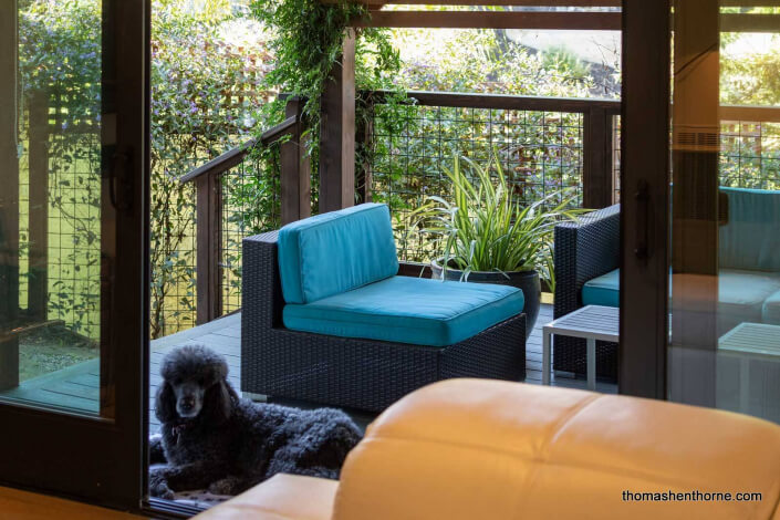 standard poodle reclining on deck