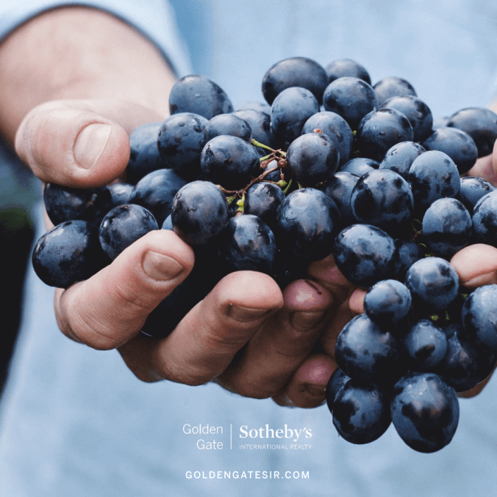 Hands holding ripe grapes