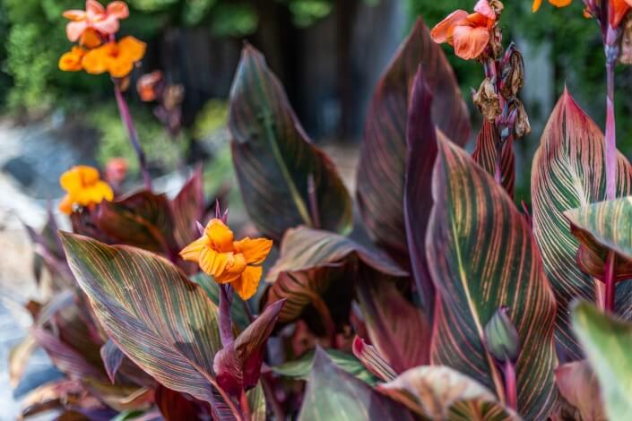 canna lillies