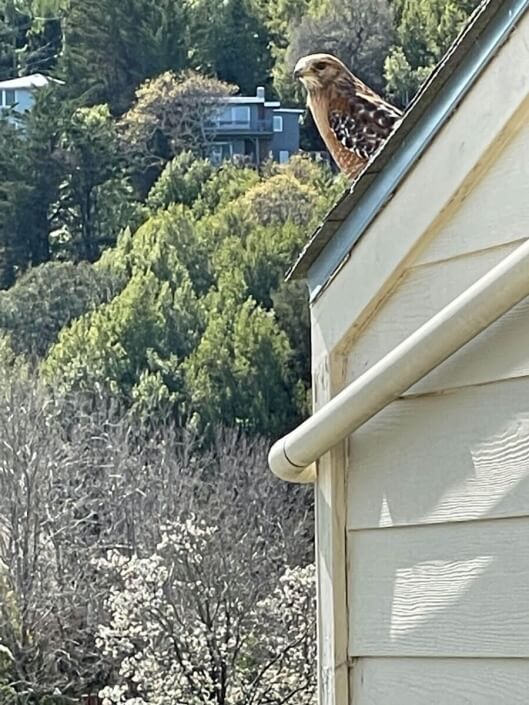 Red tailed hawk at 1141 S. Eliseo in Greenbrae
