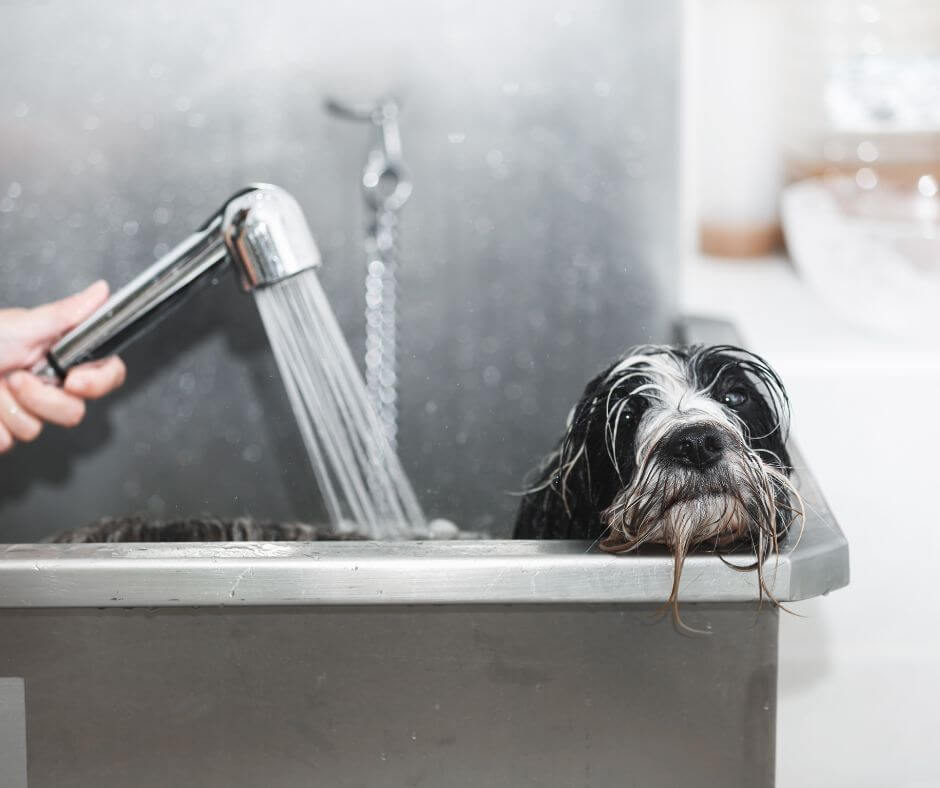 luxury home trends 2024 article home dog bath